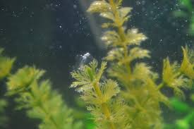 White Slime Algae My Aquarium Club