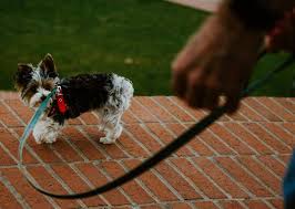 Best Dog Training Gloves 2021 Review Dogschool Com What are some puppy training methods?