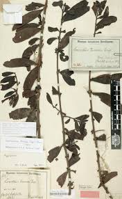 Image result for Agelanthus krausei