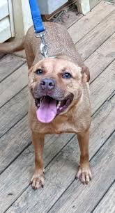 Find an adoption event near you—and find the pet who will steal your heart. Adopt Debbie On Petfinder Dog Adoption Dogs Indoor Dog