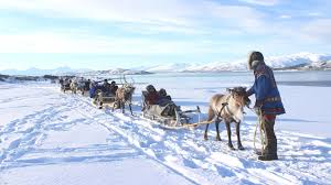 Culture min mendoni meets with lebanese fm wehbe: Reindeer Sledding In Tromso Sami Culture 30 Min Tromso Arctic Reindeer
