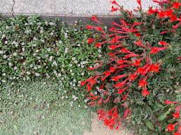 Image result for Lippia plicata