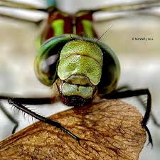 Image result for Gnidia virescens