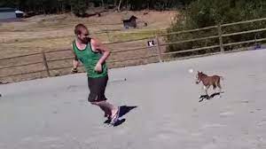 Purebred minis can be registered in various associations like the american miniature q. Someecards On Twitter This 3 Day Old Mini Horse Chasing A Guy Will Make You Google How Much Does A Horse Cost Http T Co Uacxmuoleq Http T Co Ktq9jdgu5m