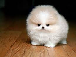 Weitere ideen zu hunde, tiere, süße tiere. Gabriel Saved To Amazonsusser Kleiner Welpe Mit Wunderschonem Fell Welpen Kleine Welpen Susse Tiere