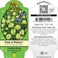 Image result for Pimpinella trifurcata