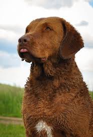 Image result for chesapeake bay retrívr