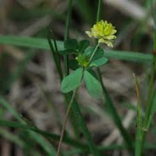 Image result for Trifolium campestre