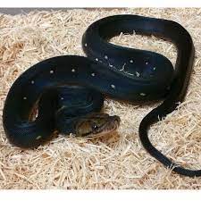 Jay Prehistoric Pets On Instagram This One Has Dream Dots In Its Crazy Black Background Who Do You Think Is Cooler Prehistoric Pets Snake Art Background