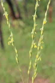 Image result for Alloteropsis