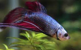 When should i put my betta fish to sleep? Do Betta Fish Sleep How To Tell If Betta Is Sleeping Aquariumnexus