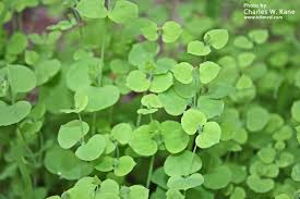 Image result for Grewia glandulosa