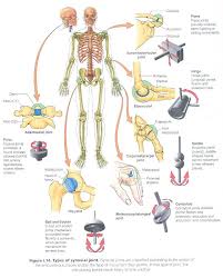 Joint Articulations Radiography Student Synovial Joint Joint