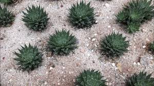 Kwabena owusu aduomi and prof. Aloe Vera And Cactus Scientific Names Youtube