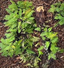 Image result for Pleopeltis