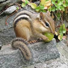 Maybe you would like to learn more about one of these? A Juicy Grape Is A Welcome Treat For This Chipmunk After Dry Peanuts Cute Animals Animals Animals Beautiful