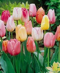 The Tulip Single Late Pastel Mixture Single Late Tulips Tulips Fall 2015 Flower Bulbs Bulb Flowers Spring Flowering Bulbs Tulips Flowers