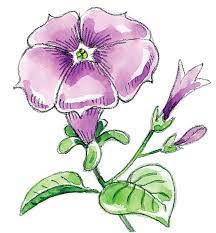 Art Thief: Draw A Petunia