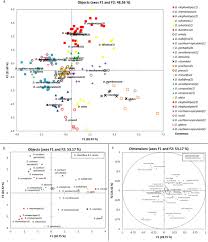 Image result for Dioscorea cochleari-apiculata