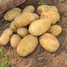 Résultat de recherche d'images pour "potatoes"