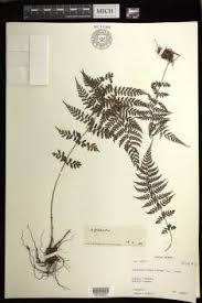 Image result for Athyrium lewalleanum
