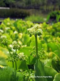 Image result for Centella glabrata