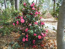 Winter Blooming Camellias Camellia Plant Cottage Garden Garden