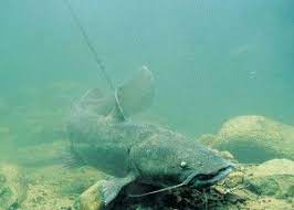 Flathead Catfish Locations In Fisherman Catfish Catfish Bait Spring Fishing