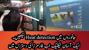 By registering changes in the electrical resistance of mucus, the breeder can establish symptoms of a forthcoming estrous.in addition to detecting the best date of mating, the estrous detector may also be used to confirm early pregnancy (from 19 to 23 day following mating). Heat Detection In Cows And Buffaloes I Heat Detection Ú©Ø§ Ø¢Ø³Ø§Ù† Ø§ÙˆØ± Ø¬Ø¯ÛŒØ¯ Ø·Ø±ÛŒÙ‚Û I Heat Detection Device Youtube