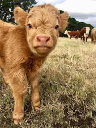 Tumblr is a place to express yourself, discover yourself, and bond over the stuff you love. Miniature Scottish Highland Galloway Cattle Australia I Told Mum I Would Be Bigger Than A Hereford One Day Facebook