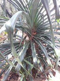 Image result for Pandanus candelabrum