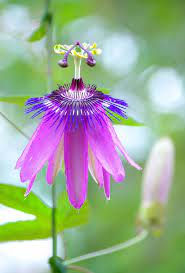 Pin On Landscape Flowers And Nature
