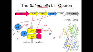 Image result for quorum sensing