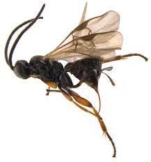 Image result for Vangueria micropyren