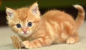 …memimpikan warna buram menunjukkan kecenderungan depresi dan pembusukan, karena hitam melambangkan kekosongan dan kegelapan. Mimpi Melihat Kucing Emas Kucing Hitam Adalah Lambang Dari Ketakutan Dan Rasa Tidak Percaya Dari Sang Pemimpi Terhadap Kemampuan Psikis Dan Intuisi Yang Dimilikinya