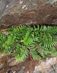Image result for Vittaria reekmansii