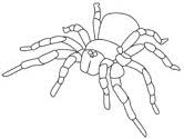Spider coloring pages, spider coloring page, spiders coloring pages, spider pictures, spider coloring book pages, spider color pages. Spider Coloring Pages