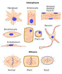 They often contain pigments used in photosynthesis, and the types of pigments in a plastid determine the cell's color. The Cell 7 Cytosol Cytoskeleton Microtubules Atlas Of Plant And Animal Histology