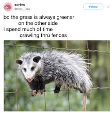 22 Possum Memes That Ll Make You Scream At Own Ass Memebase Funny Memes High quality possum scream meme gifts and merchandise. scream at own ass memebase funny memes