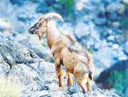 It was reintroduced in 1982 in oman , but poaching has reduced its numbers there. The Elusive Arabian Tahr A Tryst With The Montane Enigmas