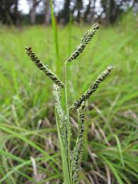 Image result for Paspalum