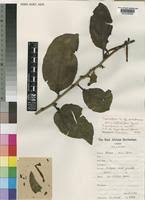 Image result for Agelanthus tanganyikae