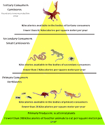 Desert Food Pyramid Chart Desert Biome Biomes Deserts