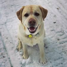 The 2019 Adventure Dogs: Best Face Shot