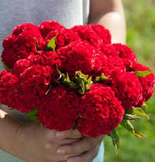 Pin On Dried Flower Varieties