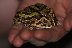 Top 10 Classroom Pets