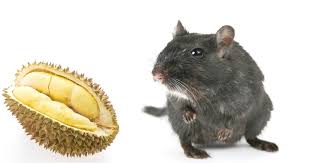 Sekarang i akan kongsi dengan anda 5 petua dan cara halau tikus yang boleh anda pakai untuk selesaikan masalah yang. Cara Semulajadi Halau Tikus Guna Kulit Durian Pun Boleh Impiana