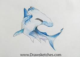 These beautiful sharks are some of the most iconic sea creatures known to man, and i think it's safe to say that everybody with. How To Draw A Hammerhead Shark Introduction The Hammerhead Shark By Amanda Palmer Medium