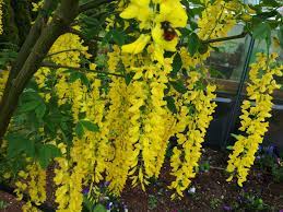 Laburnum X Watereri Vossii Plants Flowering Trees Golden Chain Tree