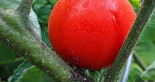 Aphids are small insects that feed on tomato and spread infection to your plants. Nick Savotich Green Bean Connection